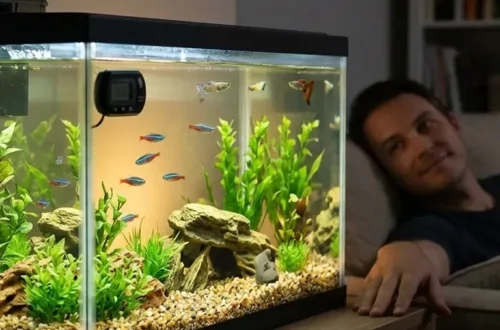 Best Beginner Fish Tanks