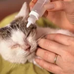 What I Do the Moment I Spot a Cat Eye Infection (Before the Vet Visit)