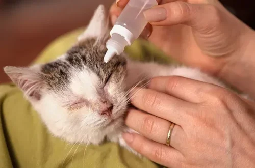 Cat Eye Infection Home Treatment
