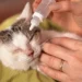 Cat Eye Infection Home Treatment