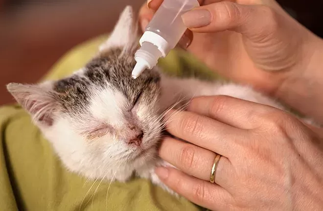 Cat Eye Infection Home Treatment