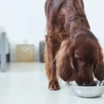 Dog Food for Irish Setters: What I’ve Learned Feeding One of the Most Energetic Breeds Out There