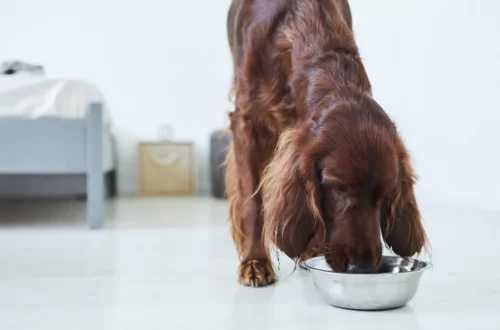 Dog Food for Irish Setters