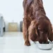 Dog Food for Irish Setters