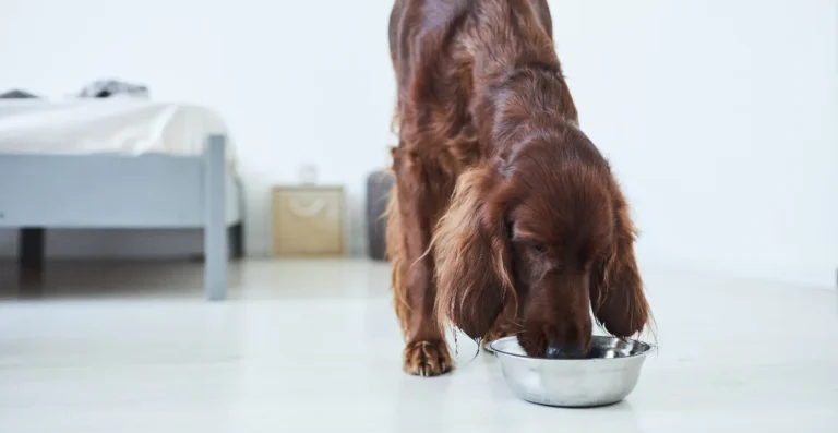 Dog Food for Irish Setters