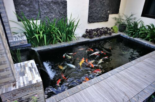 Fish Pond