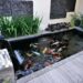 Fish Pond