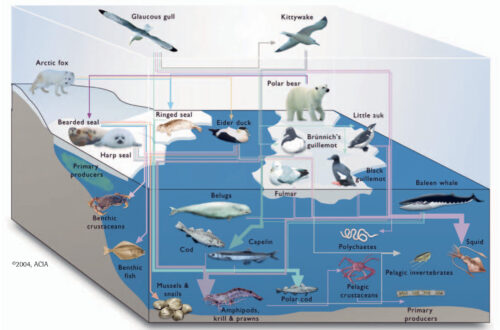 Food Chain of the Arctic Fox