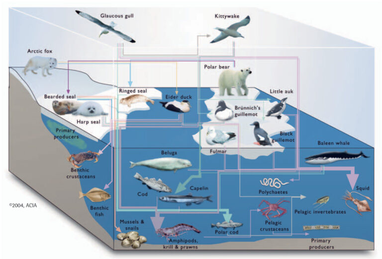 Food Chain of the Arctic Fox