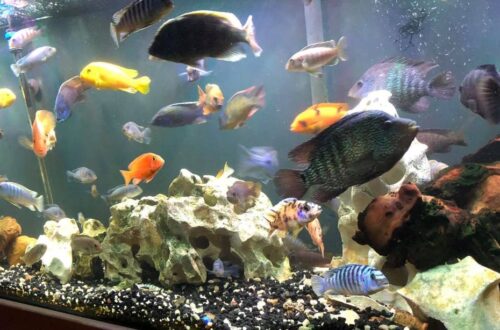 Freshwater Fish Species