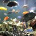 Freshwater Fish Species