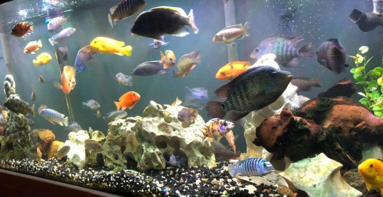 Freshwater Fish Species