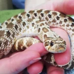 Why the Hognose Snake Might Be the Best Pet You’ve Never Considered