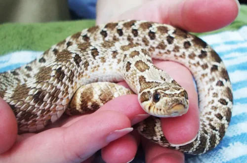 Hognose Snake Pet​