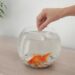 How Long Can Pet Fish Go Without Food