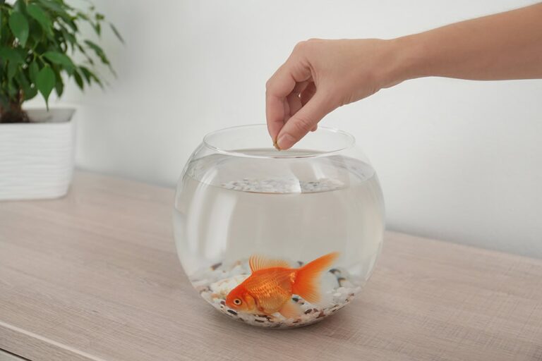 How Long Can Pet Fish Go Without Food