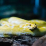 How to Handle a Pet Snake Safely