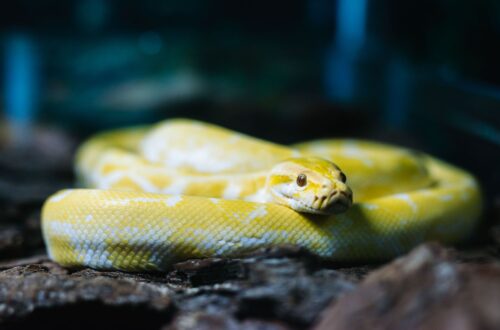 How to Handle a Pet Snake Safely
