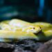 How to Handle a Pet Snake Safely