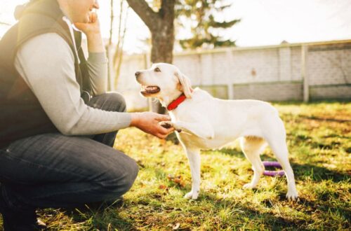 How to Stop Dog Barking