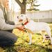 How to Stop Dog Barking