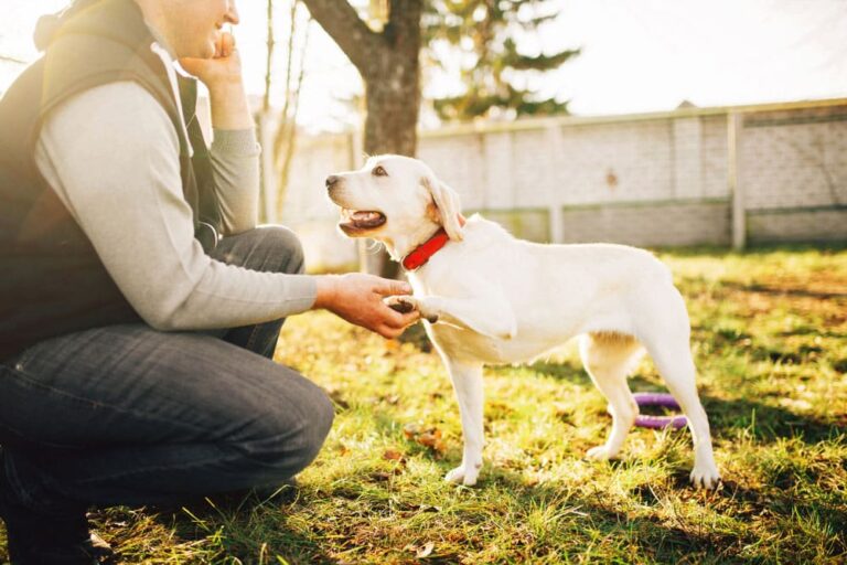 How to Stop Dog Barking
