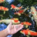 Pet Fish Food Near Me