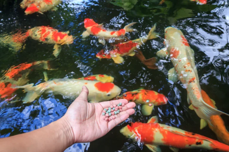 Pet Fish Food Near Me