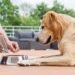 Taste of the Wild Dog Food Review