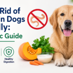 Getting Rid of Worms in Dogs Naturally: A Realistic Guide