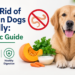 Getting Rid of Worms in Dogs Naturally: A Realistic Guide