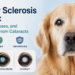 Nuclear Sclerosis in Dogs: Symptoms, Causes, and How It Differs From Cataracts