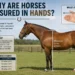 Why Are Horses Measured in Hand — horse height measured from the ground to the withers using hands